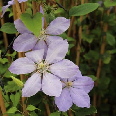 Clematis Mrs Cholmondeley 3 Litre