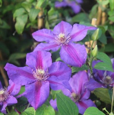 Clematis Mrs N Thompson 3 Litre