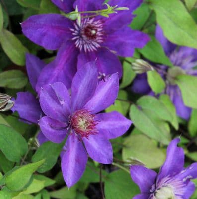 Clematis Multi Blue 3 Litre