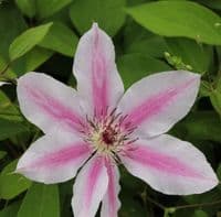 Clematis Nelly Moser 3 Litre