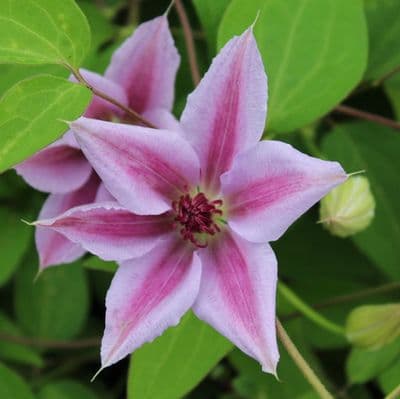 Clematis Nelly Moser 3 Litre