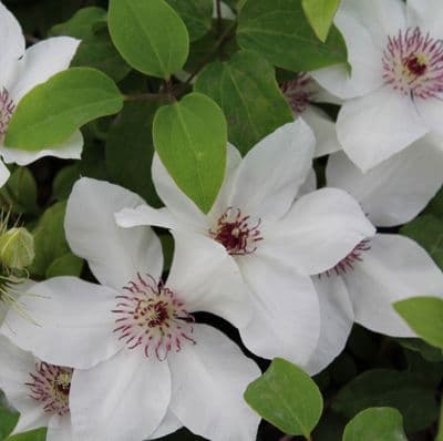 Clematis Ninon 3 Litre