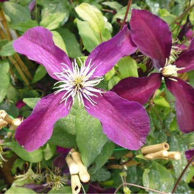 Clematis Niobe 3 Litre