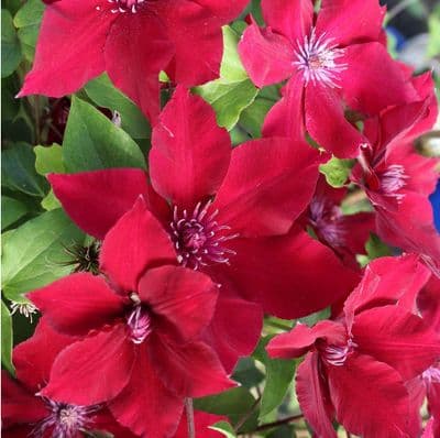 Clematis Nubia 3 Litre