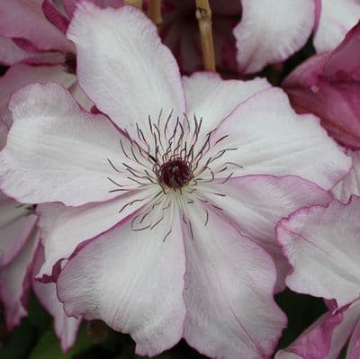 Clematis Omoshiro x 3 Litre