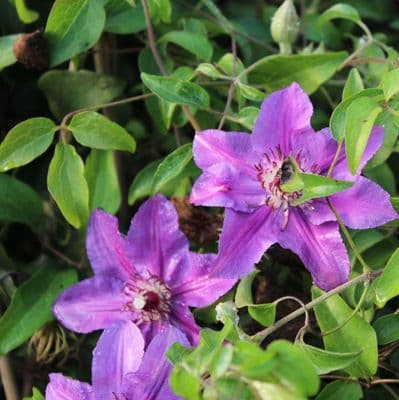 Clematis Paulie 3 Litre