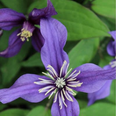 Clematis Petite Faucon 3 Litre