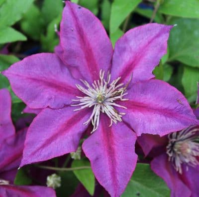 Clematis Picardy 3 Litre