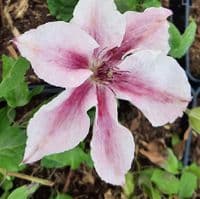 Clematis Pink Fantasy