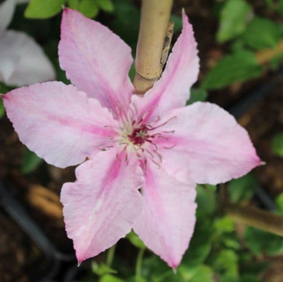 Clematis Pink Fantasy