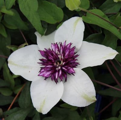 Clematis Pistachio 3 Litre