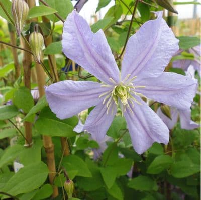 Clematis Prince Charles 3 Litre