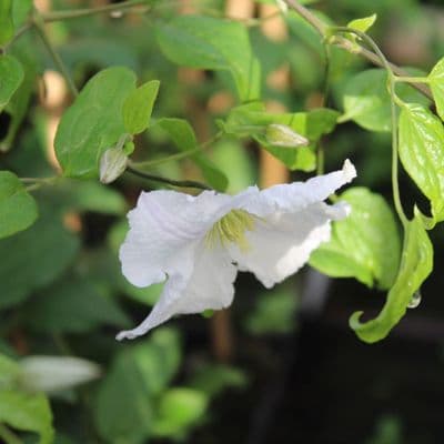Clematis Prince George 3 Litre