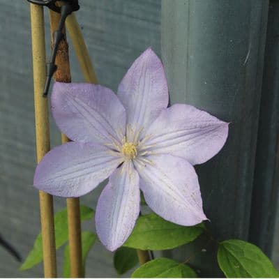 Clematis Proteus 3 Litre