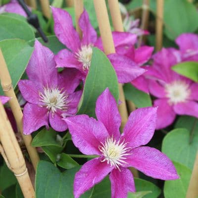 Clematis Red Pearl 3 Litre