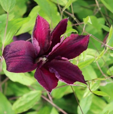 Clematis Romantika 3 Litre