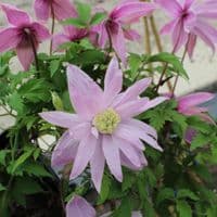Clematis Rosy O'Grady
