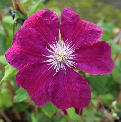 Clematis Rouge Cardinal