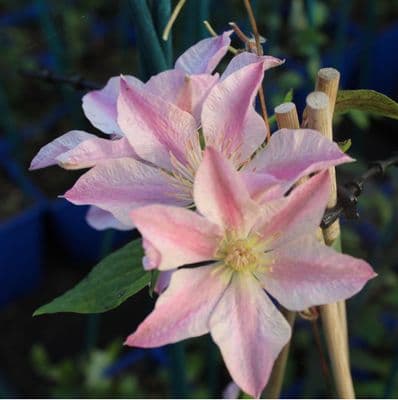 Clematis Sally 3 Litre