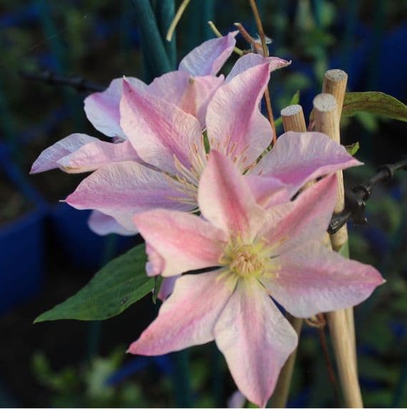 Clematis Sally 3 Litre