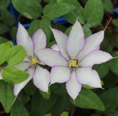 Clematis Samaritan Jo 3 Litre