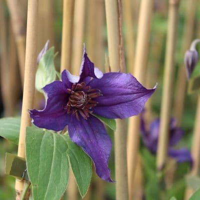 Clematis Saphyra® Indigo 3 Litre