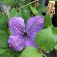 Clematis Skyfall