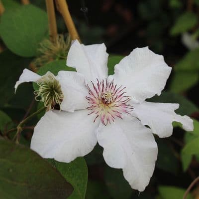 Clematis Snow Queen 3 Litre