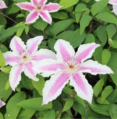 Clematis Starlight 3 Litre