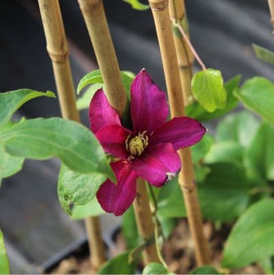 Clematis Success Magenta 3 Litre
