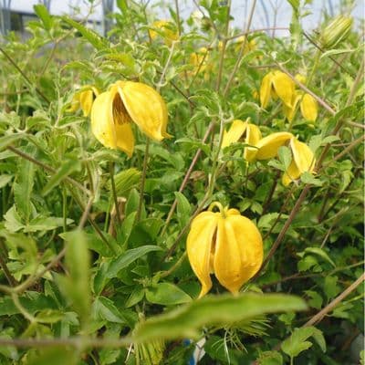 Clematis Tangutica 3 Litre