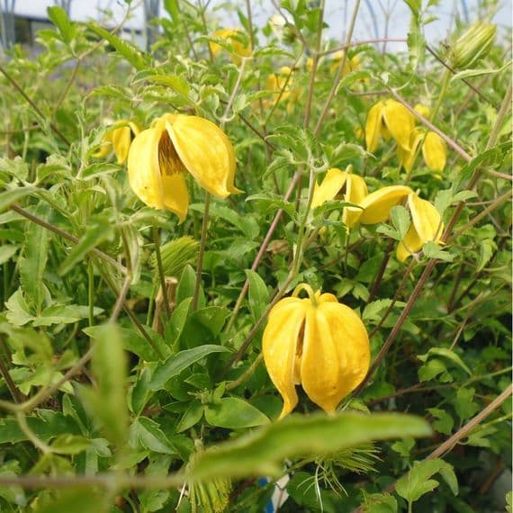 Clematis Tangutica 3 Litre