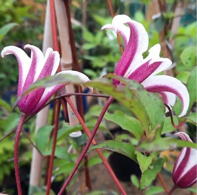 Clematis texensis Princess Kate