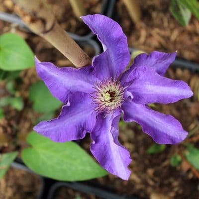 Clematis The President