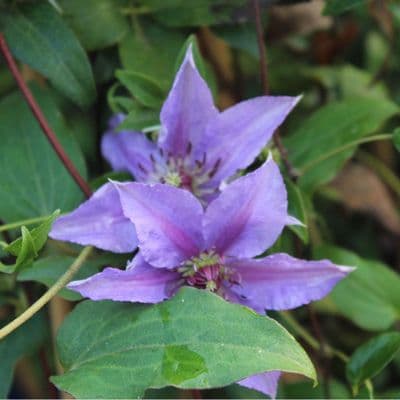 Clematis Tumaini 3 Litre