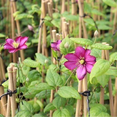 Clematis Ville de Lyon 3 Litre