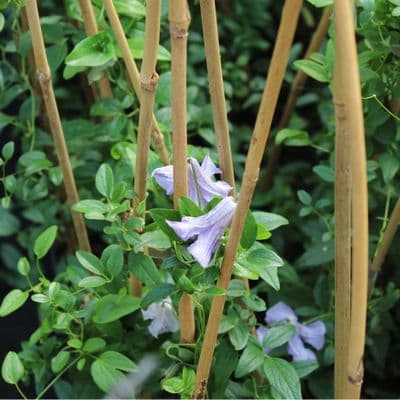 Clematis viticella Betty Corning 3 Litre