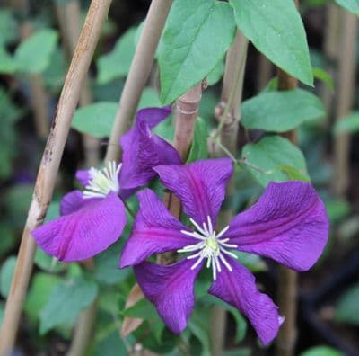 Clematis viticella Etoile Violette 3 Litre