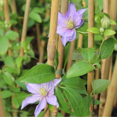 Clematis viticella Justa 3 Litre