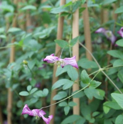 Clematis viticella Minuet 3 Litre