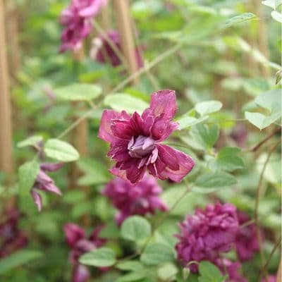 Clematis viticella Purpurea Plena  Elegans 3 Litre
