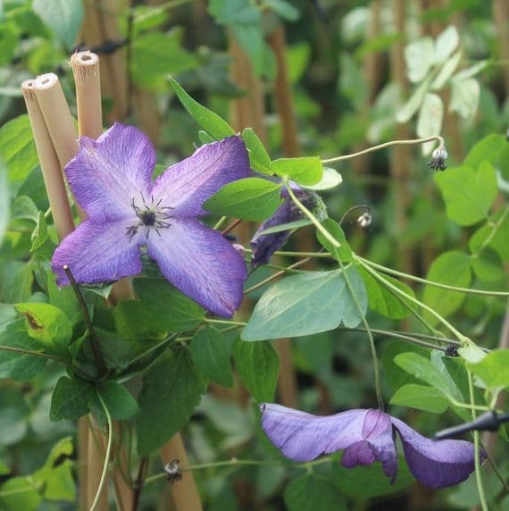 Clematis viticella Venosa Violacea