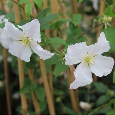 Clematis viticella White Prince Charles 3 Litre