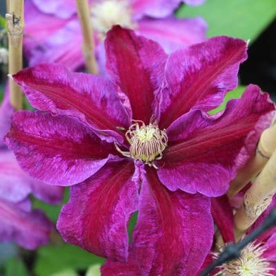 Clematis Vivienne Beth Currie