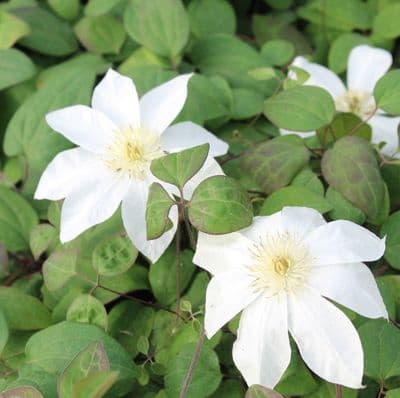 Clematis Wada's Primrose 3 Litre