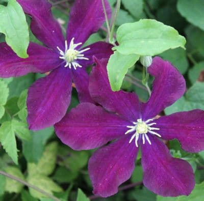 Clematis Warsaw Nike 3 Litre