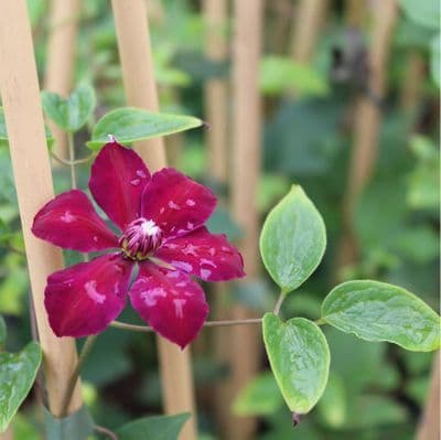 Clematis Westerplatte