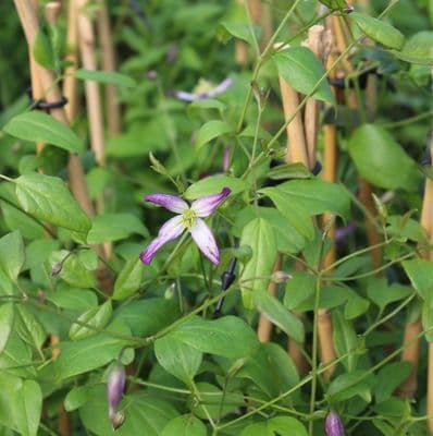 Clematis x triternata Rubromarginata 3 Litre