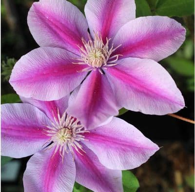 Clematis Yuan 3 Litre