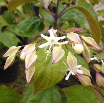 Clerodendrum trichotomum var. fargesii 3 Litre